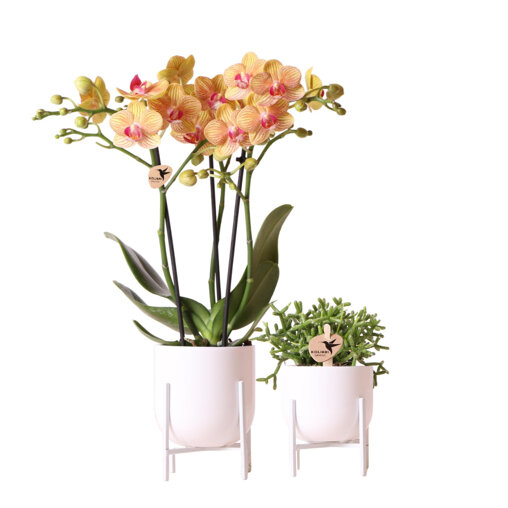Oranje orchidee en Rhipsalis in sierpotten